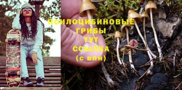 прущие грибы Михайловск